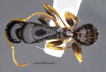 Media type: image;   Entomology 26108 Aspect: habitus dorsal view